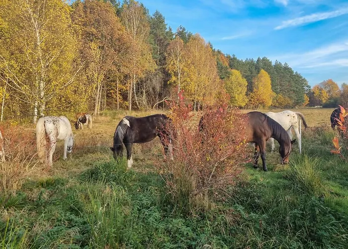 Amazing In Rekowo Rekowo (Bytow)